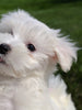 ACA Maltese For Sale Millersburg OH -Male Liam
