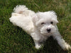 ACA Maltese For Sale Millersburg OH -Male Liam