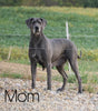 AKC Registered Great Dane For Sale MIllersburg, OH Female - Sally