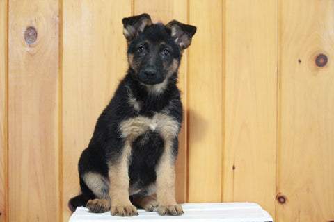 AKC Registered German Shepherd For Sale Millersburg, OH Female- Jewel