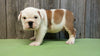 AKC Bulldog Puppy Bomber