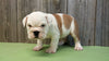 AKC Bulldog Puppy Bomber