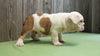 AKC Bulldog Puppy Bomber