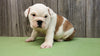 AKC Bulldog Puppy Bomber