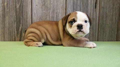 AKC Bulldog Puppy Ranger