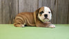 AKC Bulldog Puppy Ranger