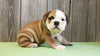 AKC Bulldog Puppy Ranger