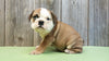 AKC Bulldog Puppy Ranger