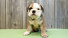 AKC Bulldog Puppy Ranger