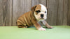 AKC Bulldog Puppy Ranger