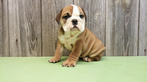 AKC Bulldog Puppy Bentley