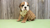 AKC Bulldog Puppy Bentley