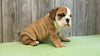 AKC Bulldog Puppy Bentley