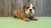 AKC Bulldog Puppy Bentley