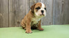 AKC Bulldog Puppy Bentley