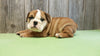 AKC Bulldog Puppy Bentley