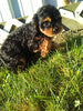 Cavapoo For Sale Sugarcreek OH Male-Ricky