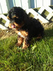 Cavapoo For Sale Sugarcreek OH Male-Ricky