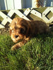Cavapoo For Sale Sugarcreek OH Male-Rammie