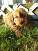 Cavapoo For Sale Sugarcreek OH Male-Rammie