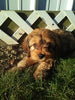 Cavapoo For Sale Sugarcreek OH Male-Rammie