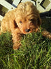 Cavapoo For Sale Sugarcreek OH Male-Rielly