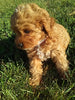 Cavapoo For Sale Sugarcreek OH Male-Rielly
