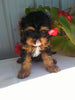 Cavapoo For Sale Sugarcreek OH Male-Ricky