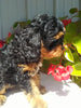 Cavapoo For Sale Sugarcreek OH Male-Ricky