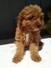 Cavapoo For Sale Sugarcreek OH Male-Rielly