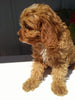 Cavapoo For Sale Sugarcreek OH Male-Rielly