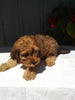 Cavapoo For Sale Sugarcreek OH Male-Rammie