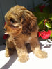 Cavapoo For Sale Sugarcreek OH Male-Rammie