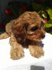 Cavapoo For Sale Sugarcreek OH Male-Rammie
