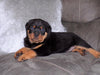 AKC Registered Rottweiler For Sale Sugarcreek, OH Male- Brutus
