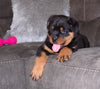 AKC Registered Rottweiler For Sale Sugarcreek, OH Male- Brutus