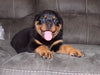 AKC Registered Rottweiler For Sale Sugarcreek, OH Male- Brutus