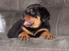 AKC Registered Rottweiler For Sale Sugarcreek, OH Male- Brutus