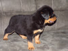 AKC Registered Rottweiler For Sale Sugarcreek, OH Male- Brutus