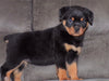 AKC Registered Rottweiler For Sale Sugarcreek, OH Female- Remi