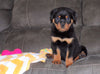 AKC Registered Rottweiler For Sale Sugarcreek, OH Female- Remi