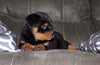 AKC Registered Rottweiler For Sale Sugarcreek, OH Female- Remi