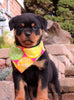 AKC Registered Rottweiler For Sale Sugarcreek, OH Female- Remi