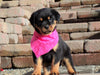 AKC Registered Rottweiler For Sale Sugarcreek, OH Female- Shelly