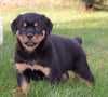 AKC Registered Rottweiler For Sale Sugarcreek, OH Female- Shelly