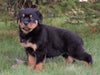 AKC Registered Rottweiler For Sale Sugarcreek, OH Female- Shelly