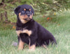AKC Registered Rottweiler For Sale Sugarcreek, OH Female- Shelly