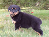 AKC Registered Rottweiler For Sale Sugarcreek, OH Female- Shelly