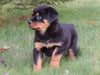 AKC Registered Rottweiler For Sale Sugarcreek, OH Female- Shelly