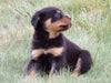 AKC Registered Rottweiler For Sale Sugarcreek, OH Male- Moose